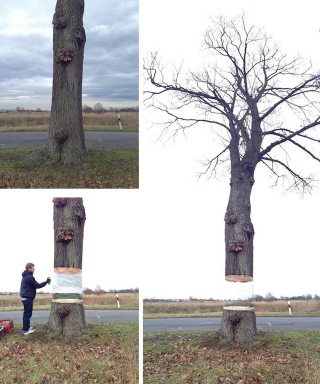 Illustration for article titled Magical tree appears to be invisibly hovering over its tree trunk